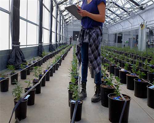 精心呵护：摩纹手表表带保养指南与注意事项